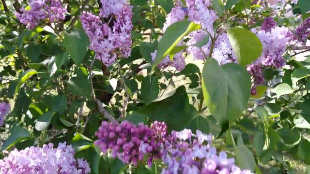 Сиреневый сад в саду Ботаническом. Альпийская горка. смотреть онлайн