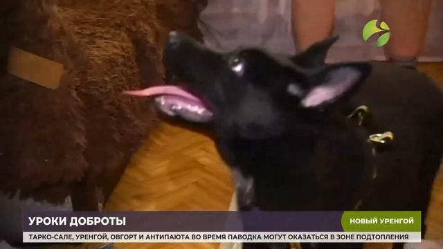 «Собакотерапия»: школьница из Нового Уренгоя помогает бездомным щенкам находить хозяев смотреть онлайн