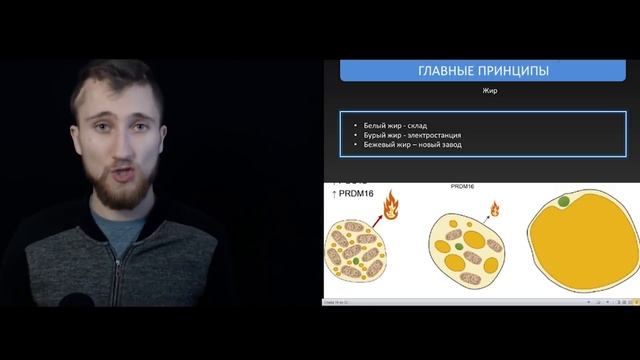 Зачем нужен белый и бурый жир l Вебинар смотреть онлайн