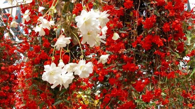 Beautiful flower begonia Прекрасный цветок бегония смотреть онлайн