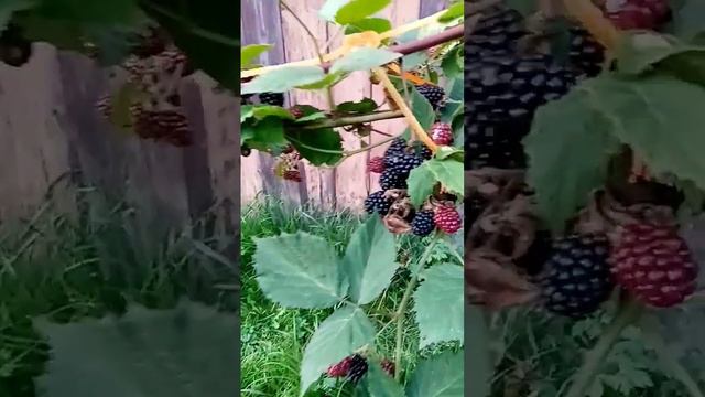 ежевика смотреть онлайн
