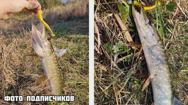 Как только пожелтело это дерево осенью  у щуки  начинается неистовый жор! Жор щуки осенью