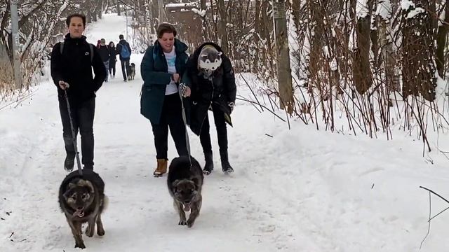 Выходные в приюте для бездомных животных "Ника" смотреть онлайн