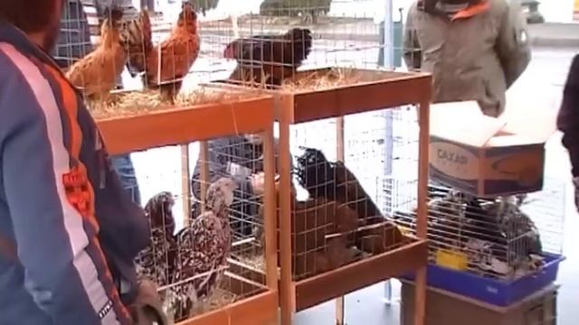 Ярмарка кроликов и с/х птицы Могилев 14 апреля 2013г смотреть онлайн