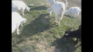 Вши и власоеды у коз Как бороться Способы