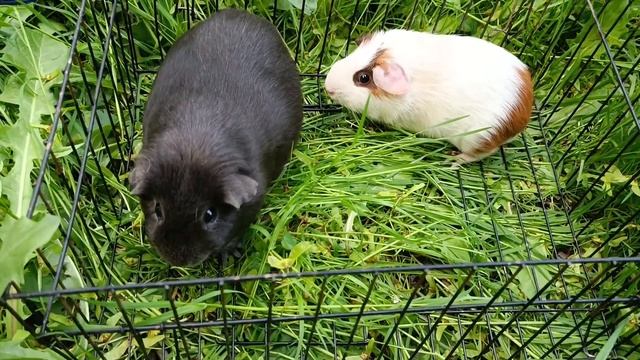 морские свинки селф блю и гладкий трёхцветный смотреть онлайн