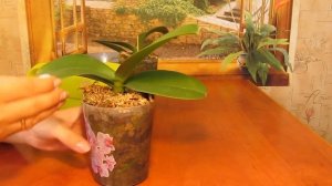 Орхидеи Sweet Candy в Цеофлоре спустя 5 месяцев. Полив перекисью водорода.