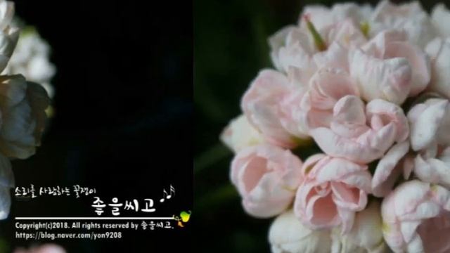 Pelargonium 꽃 소개 - 마베카튤판 (Marbacka Tulpan )