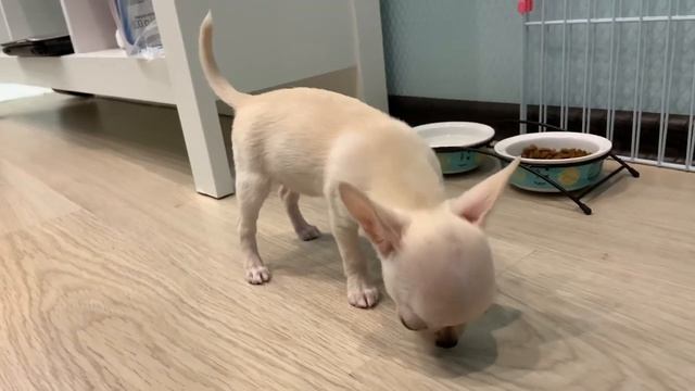 Чихуахуа. Два месяца. смотреть онлайн