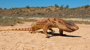 Животные пустыни   видео для детей о диких животных   Карточки Домана Монтессори