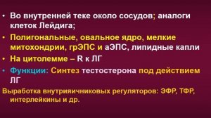 Женская половая система. 2. Яичники