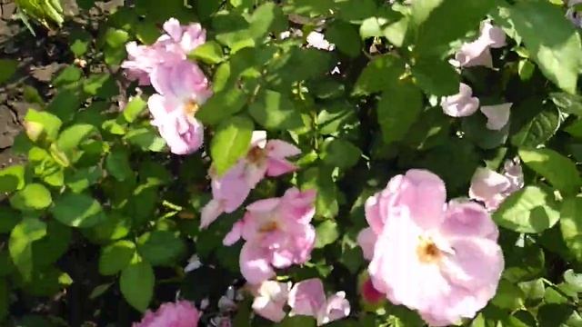 Мускусные розы. смотреть онлайн