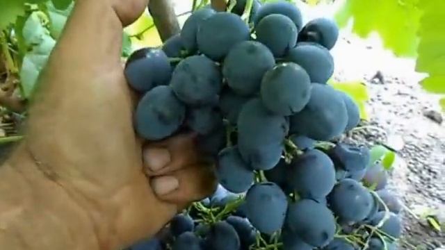 Сорт винограда Сфинкс. смотреть онлайн