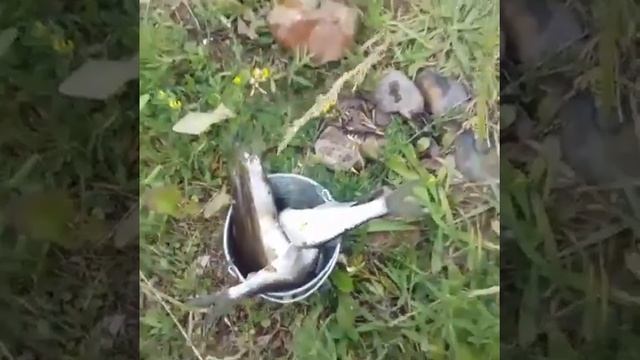 ШОК рыбалка! Рыба не помещается в ведре! Сенсация, СМОТРЕТЬ ВСЕМ!!!! смотреть онлайн