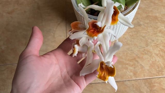 Coelogyne Memoria Fukuba