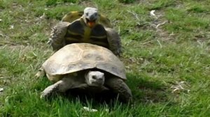 Стоны черепах 1 час.