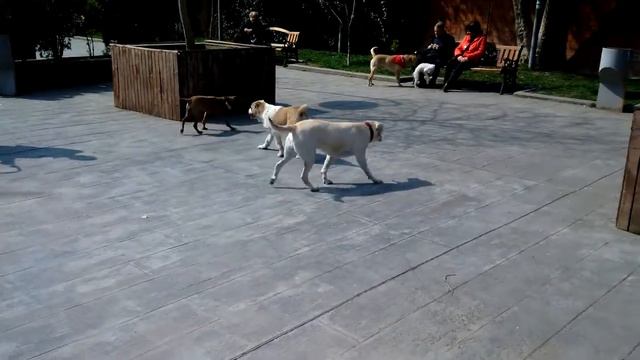 Thai Ridgeback Jessica (3 months) тайский риджбек Джесика (3 мес.) смотреть онлайн