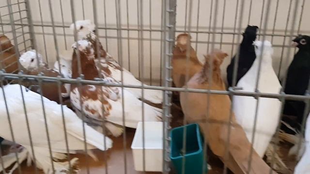 Выставка голуби Herford Germany 10.12.17 (6) смотреть онлайн