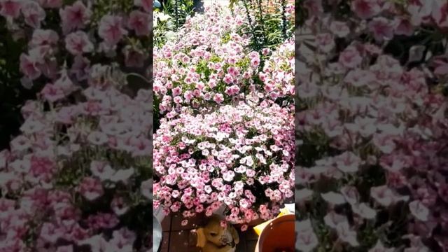 Петуния.Ампельная петуния в саду/Как вырастить из петунии шар? смотреть онлайн