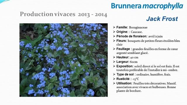 Brunnera macrophylla Jack frost: plante vivace смотреть онлайн