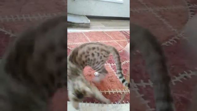 Что делать когда коту скучно. смотреть онлайн