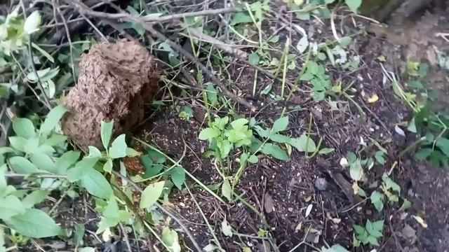 Миссия "Чистый Сад" смотреть онлайн