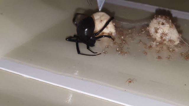 Black Widow caught on glue trap eggs hatching смотреть онлайн