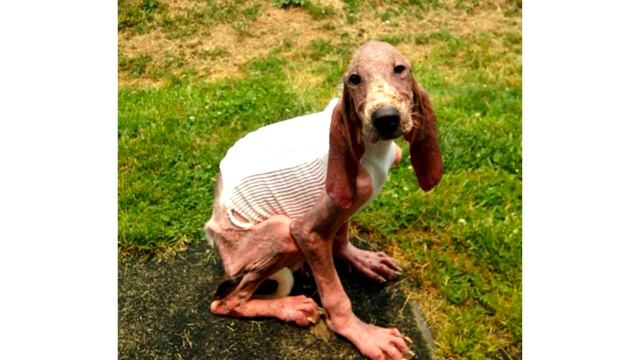 Wonderful transformation of a puppy смотреть онлайн
