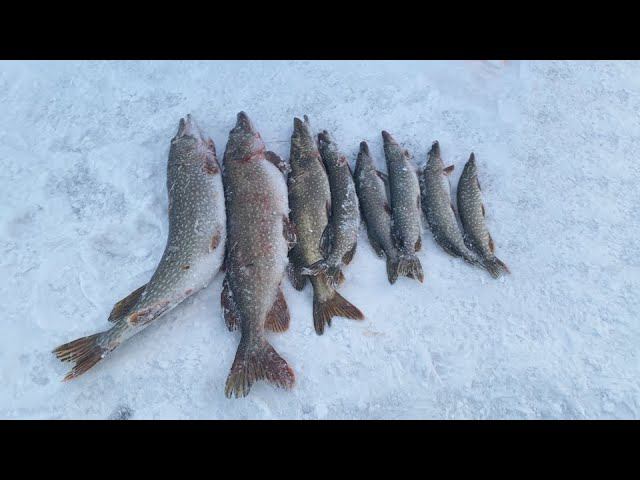 В ГЛУХОЗИМЬЕ ПОЙМАЛ ДВУХ ЩУК НА 10КГ смотреть онлайн