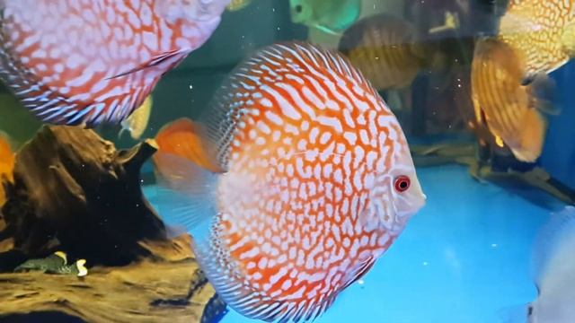 Discus Red Map Grade A (Дискус Красная карта)