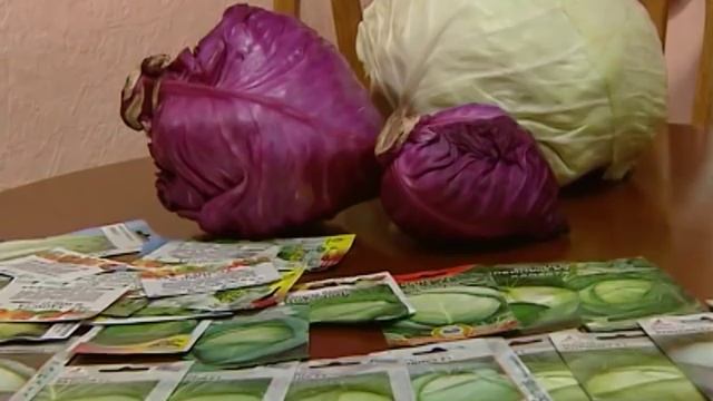 Советы тёти Тани. Крупные сорта капусты смотреть онлайн