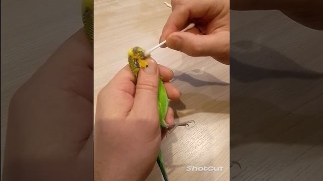 лечение попугая от чесоточного клеща самый безопасный способ часть 2 смотреть онлайн
