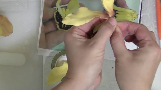 Сахарная орхидея (Sugar Orchid)