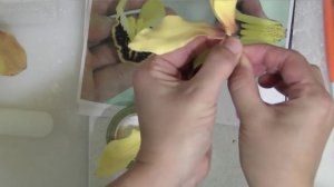 Сахарная орхидея (Sugar orchid)