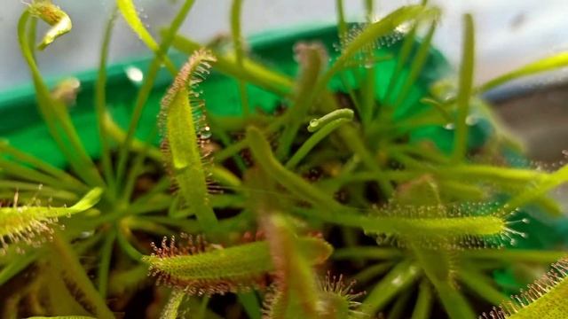 Росянки - миск видов l Drosera capensis l Compact Rosette l Drosera nidiformis l White Flower смотреть онлайн