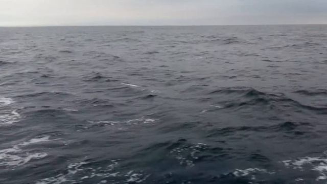 Белый дельфин в чёрном море смотреть онлайн