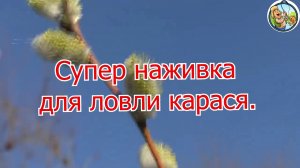 Рыбалка. Супер наживка для ловли карася.