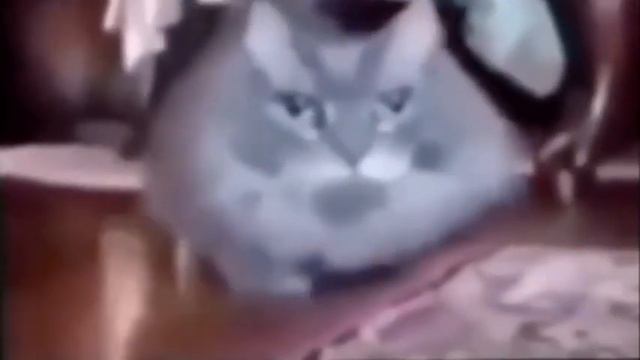 телевизор туту туту оригинал смотреть онлайн