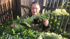 Чай из таволги