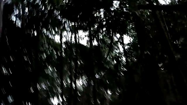 Неизведанный Тай. Прощу определить насекомое по звуку. Hello please help identify animal by sound смотреть онлайн