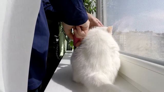 Вычёсывание Бони смотреть онлайн