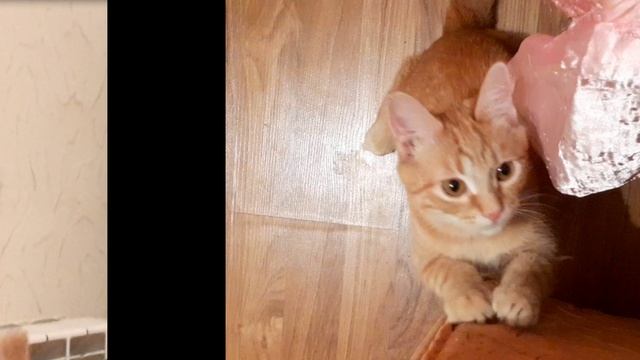 Самый милый котик ? смотреть онлайн