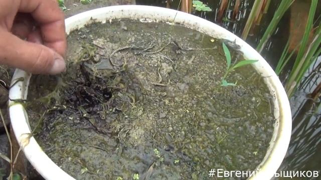 Маленькие хитрости. Рост водяных растений. Биоплато. смотреть онлайн