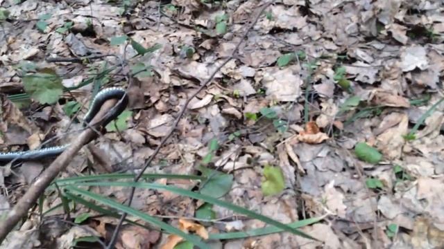 Уж притворился мертвым)) смотреть онлайн