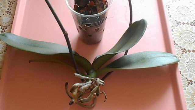 РЕАНИМАЦИЯ ОРХИДЕИ продолжается... смотреть онлайн