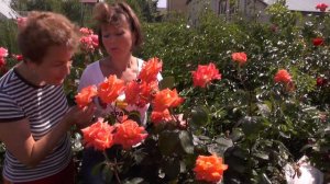 Роза фольклор