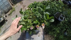 Супер клубника из семян ,Голландская Роман F1