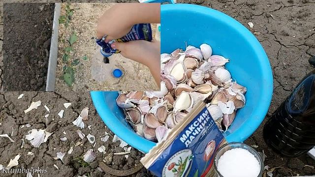 Как сажаю чеснок осенью для хорошего урожая смотреть онлайн