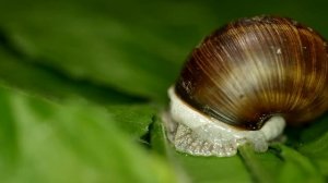 Улитка виноградная