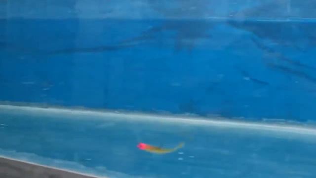 Магазин силиконовых приманок на Aliexpress. смотреть онлайн